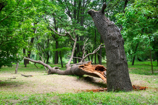 How Our Tree Care Process Works  in  Perry, UT